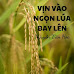 Vịn vào ngọn lúa bay lên- Tác giả: Nguyễn Văn Học