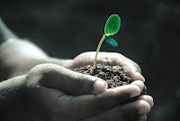 Two hands cupped together to hold some dirt, sprouting a small green plant