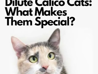 Dilute Calico Cats: What Makes Them Special?