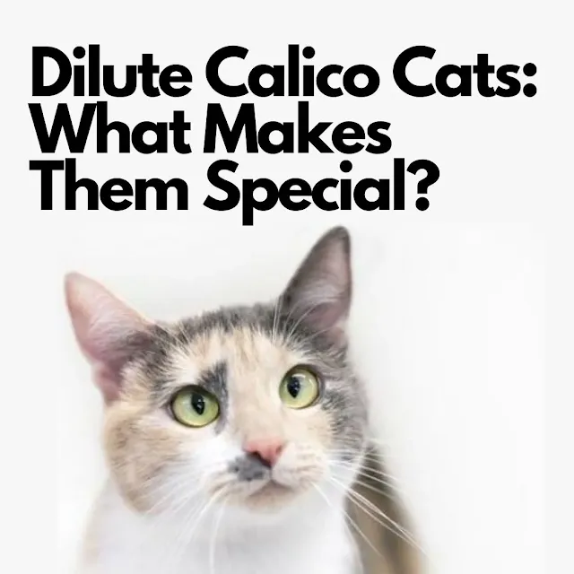 Dilute calico cats characteristics