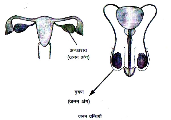 जनन ग्रन्थियाँ