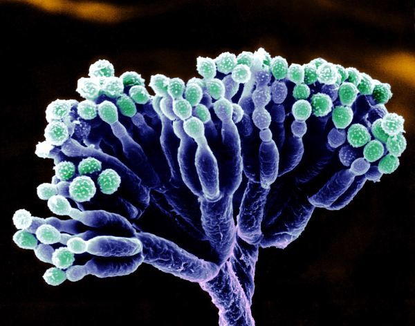 Грибок пенициллина под микроскопом