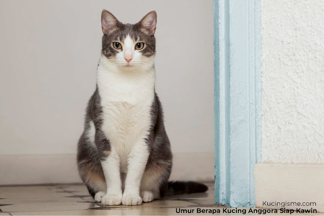 Umur Berapa Kucing Anggora Siap Kawin