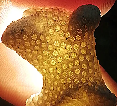 star coral under microscope