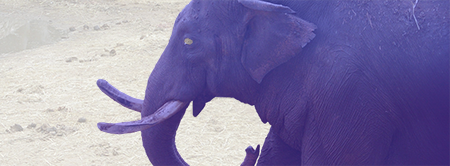 An elephant shaded purple, resembling the Mastodon logo.