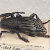 Iberodorcadion seoanei