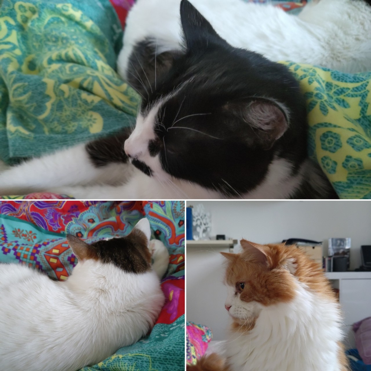Oben: Athos liegt bequem im Bett in Menschins Arm. Unten links: Pino liegt auch im Bett aber mit dem Rücken zur Menschin. Unten rechts: Neo sitzt aufrecht im Bett und ist bereit für das Frühstück.