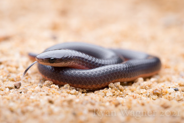 eastern worm snake ohio