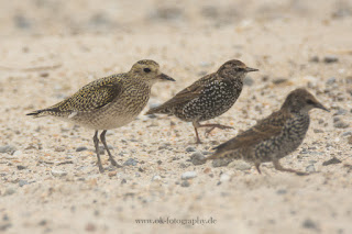 Wildlifefotografie Helgoland Düne Goldregenpfeifer