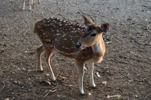 Deer at Karamjol of Sundarban