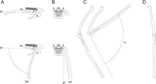 Mark P. Witton's Blog: Quetzalcoatlus 2021: a strange pterosaur, or ...