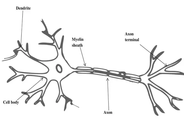 labeled diagram of a neuron  NCERT Solutions of Class 9 Chapter 6