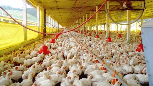 Producción avícola venezolana se ha reducido casi 70% en la última década