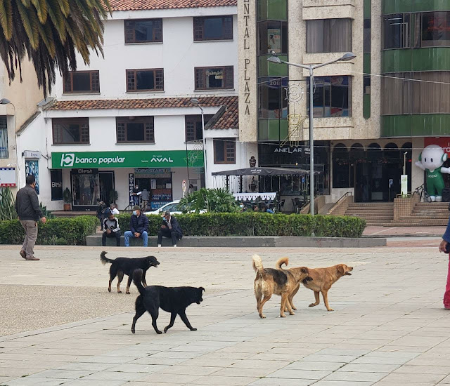 Perros callejeros