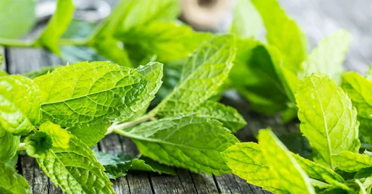 Medicinal Uses of Mint Leaves