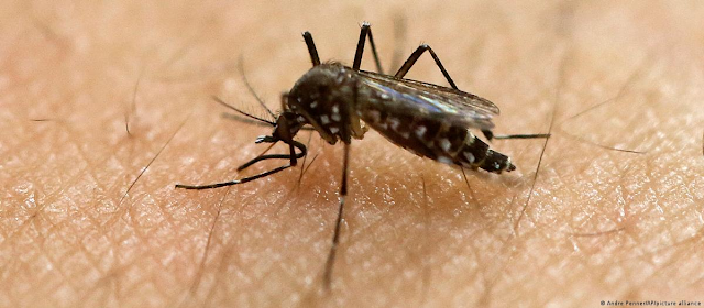 Gran avance en la lucha contra la fiebre chikungunya: se logra éxito en la prueba de una nueva vacuna