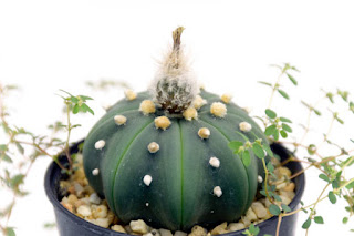 Sand Dollar Cactus