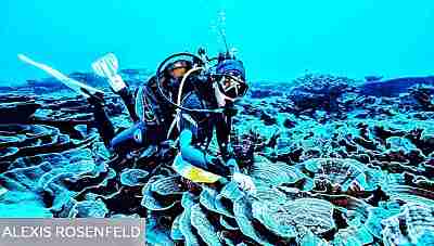 Huge ancient coral reef discovered off Tahiti