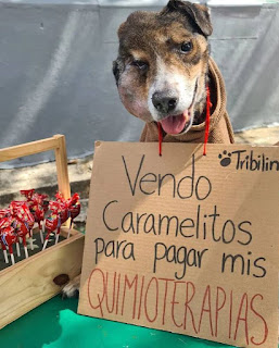 Viral : Perro "vende" caramelos para pagar su quimioterapia