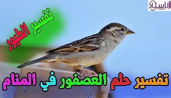 meanings-seeing-colored-bird-dream