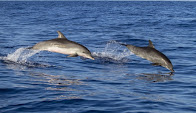 Espectacular manada de delfines en el puerto deportivo de Mazagón