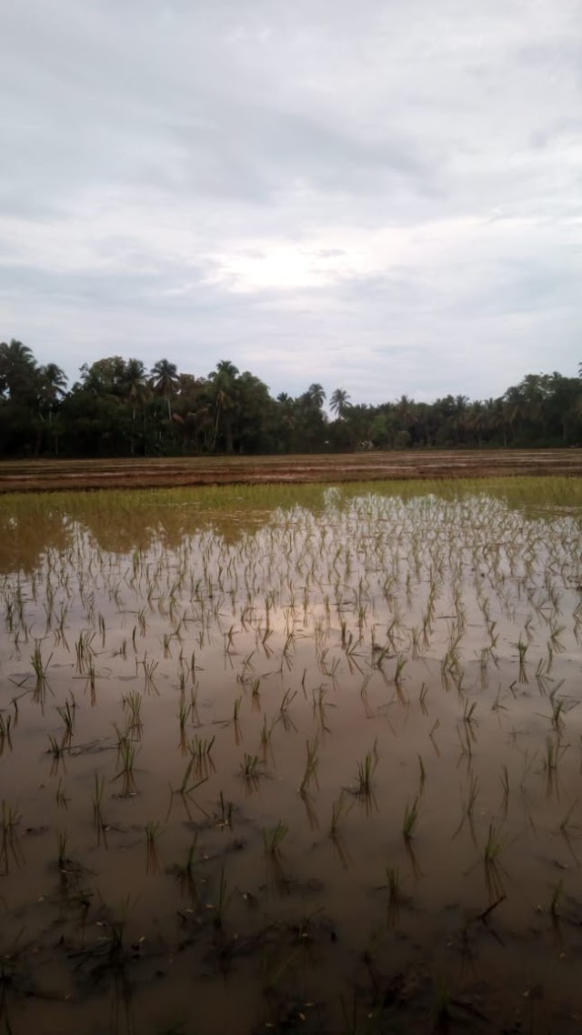 AREAL PERSAWAHAN BLANG SEUMASANG GAMPONG LADANG MULAI TANAM PADI SERENTAK