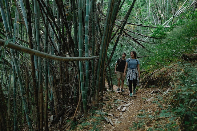 cerpen about love in bamboo forest