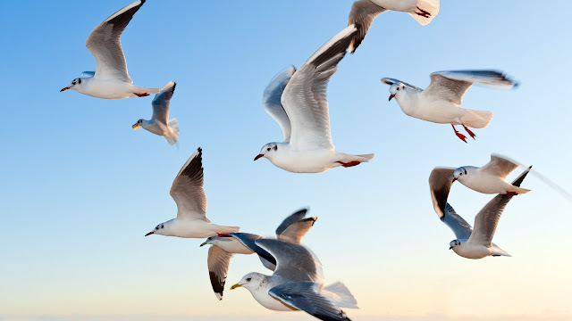 Seagulls above ocean waves HD Wallpaper
