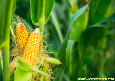 manfaat dan kegunaan jagung