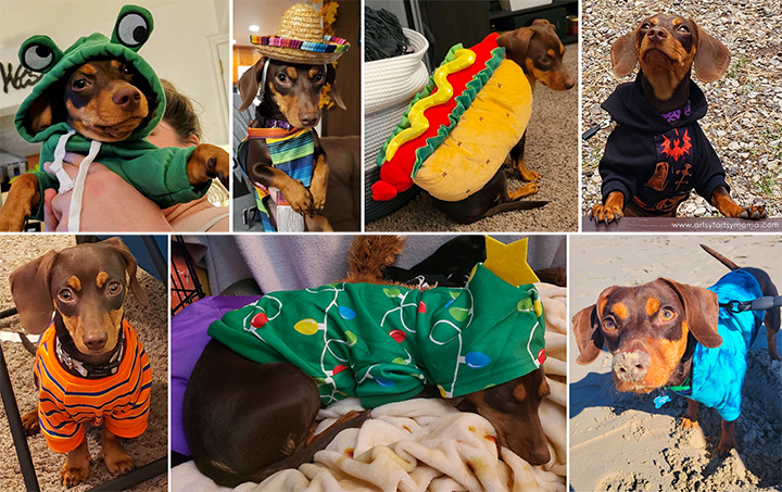 Tucker the Wiener Dog Wearing Clothes