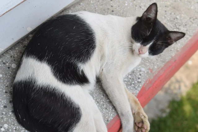 Black and white cat