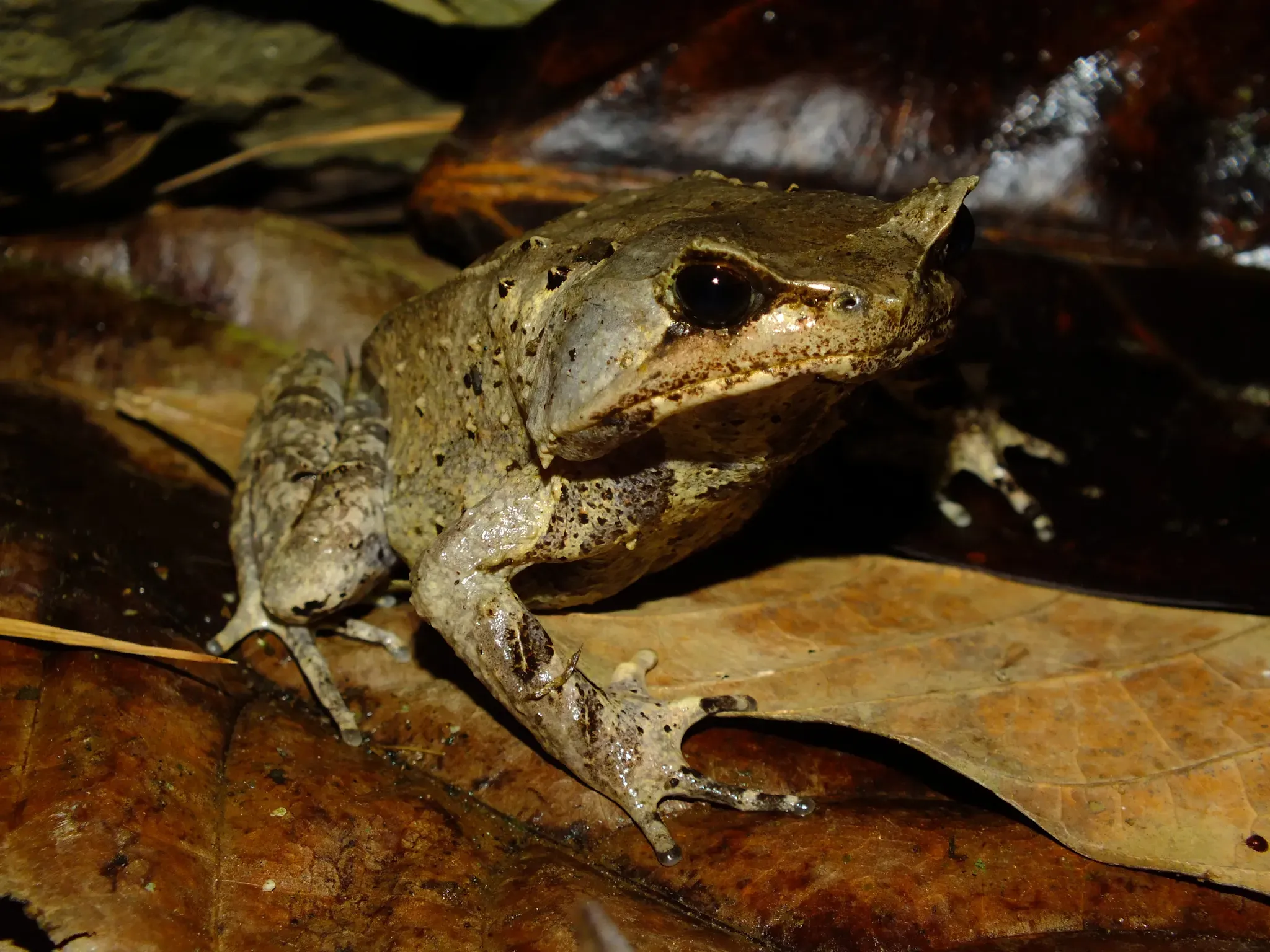 The South Sumatran Horned-frog, Megophrys selatanensis. (Photo: BRIN/ E.N. Smith)