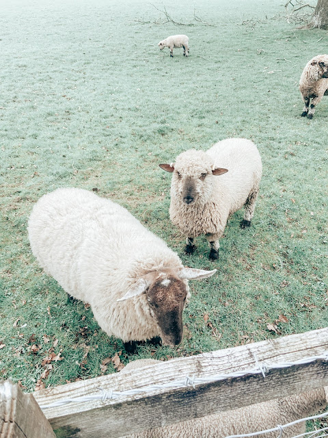 Sheep in poole