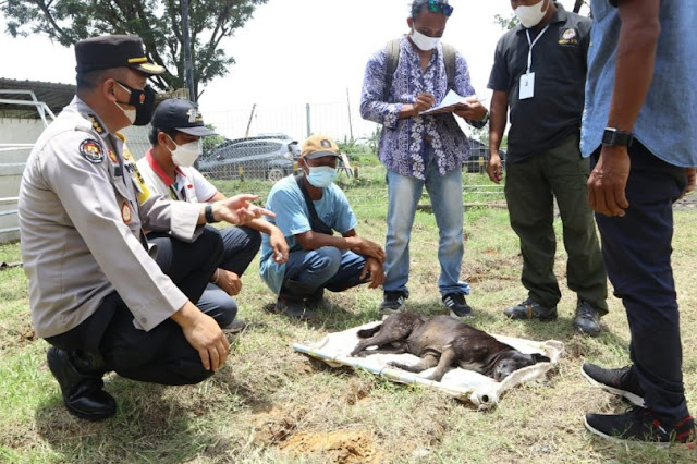 ITDC atasi gangguan anjing liar di kawasan Sirkuit Mandalika