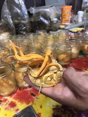 How do I cultivate the Cordyceps sinensis or Cordyceps militaris?