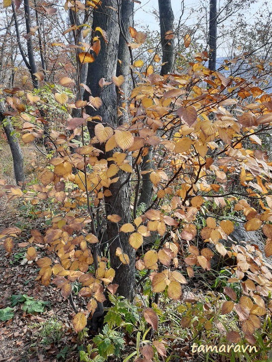 Мелкоплодник ольхолистный / Рябина ольхолистная (Micromeles alnifolia, =Sorbus alnifolia)