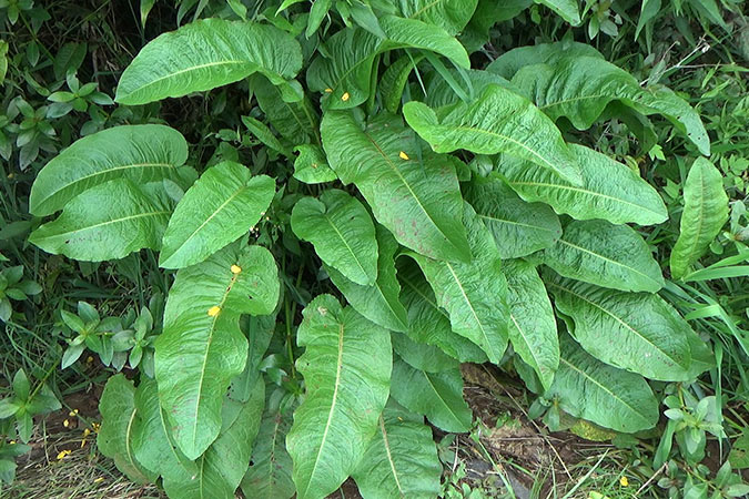 Dlium Broad-leaved dock (Rumex obtusifolius)