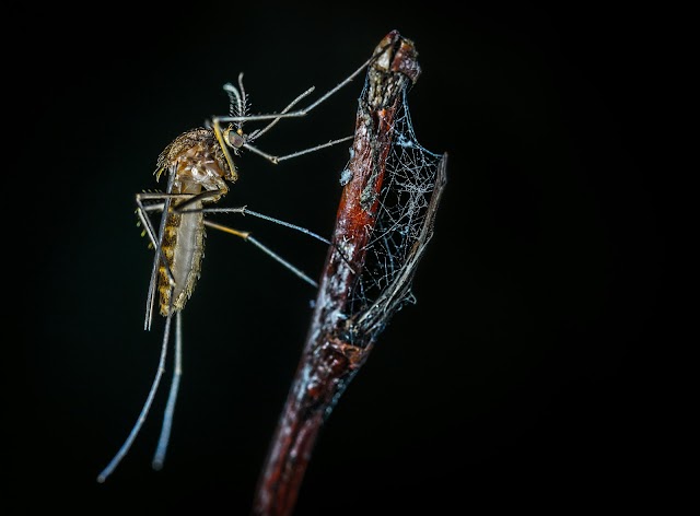 Unfortunate vector observation might expand chances of dengue outbreak