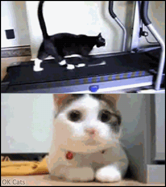 Art Cat GIF • Funny kitty bobbing its head, fascinated by cat exercising on a treadmill '[ok-cats-gifs.com]