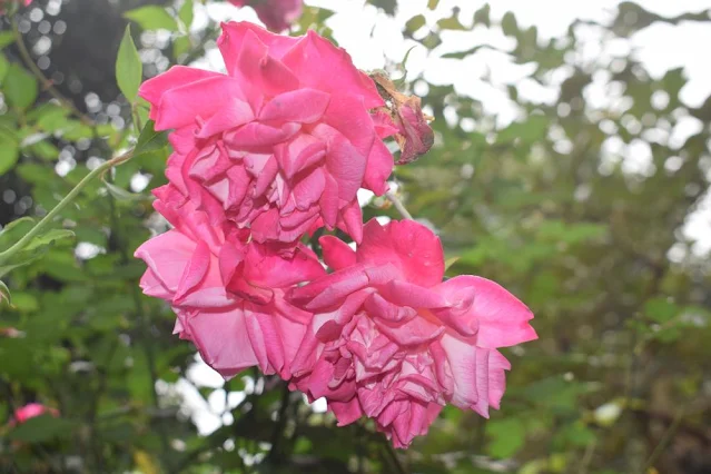 Pink colored rose flower image