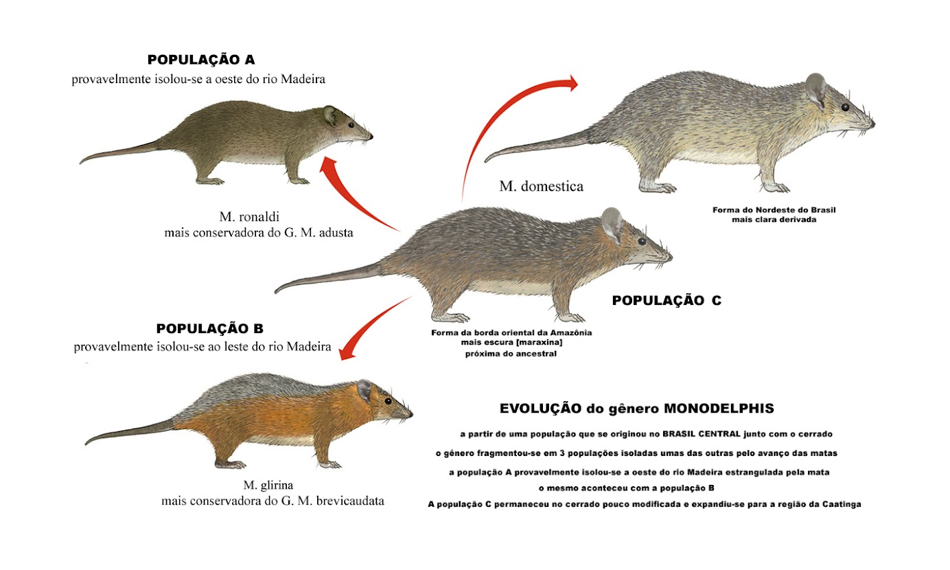 MONODELPHIS   EVOLUTION first steps