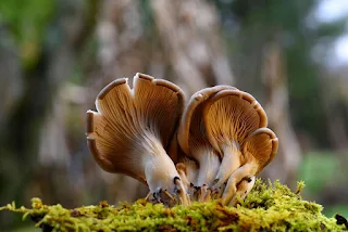 Mushroom cultivation training in Georgia