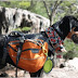 5 Tips For Choosing The Best Dog Hiking Gear
