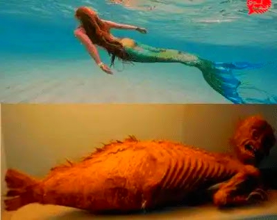 Fiji-Mermaid