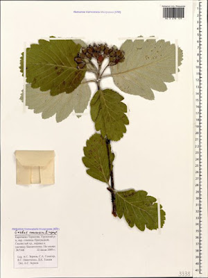 Рябина кавказская / Рябина Воронова (Sorbus caucasica, =Sorbus woronowii)