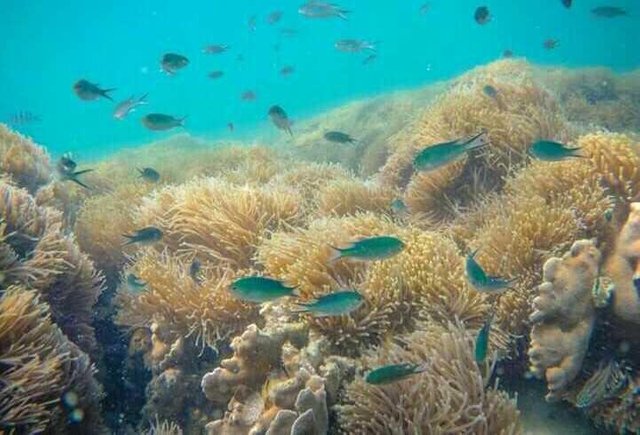 Koh Kham Underwater