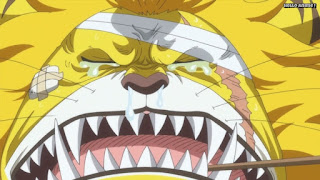 ワンピースアニメ ゾウ編 767話 ネコマムシ | ONE PIECE Episode 767