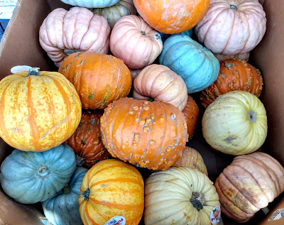 blue yellow orange white pink pumpkins