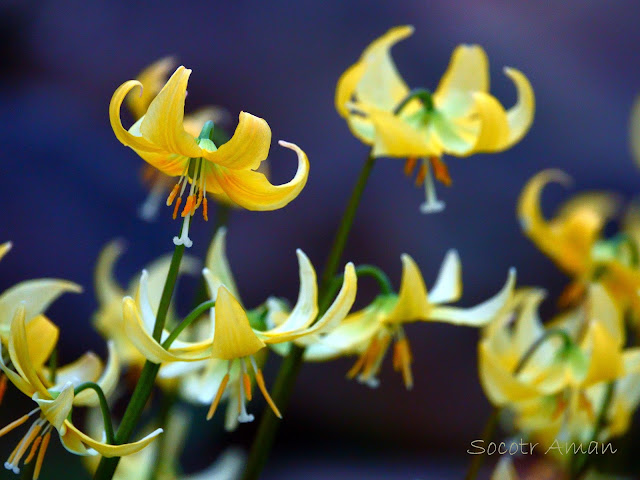 Erythronium Pagoda