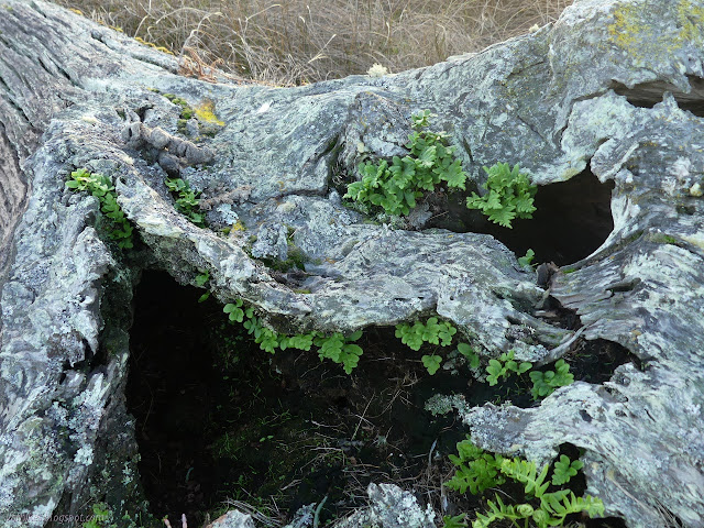 50: bleached wood with ferns